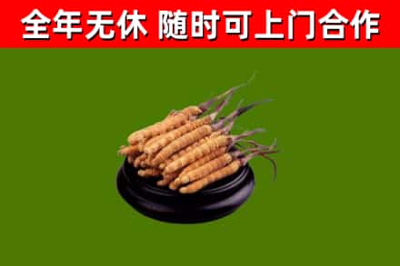 绥滨回收散虫草