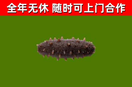 绥滨回收海参干